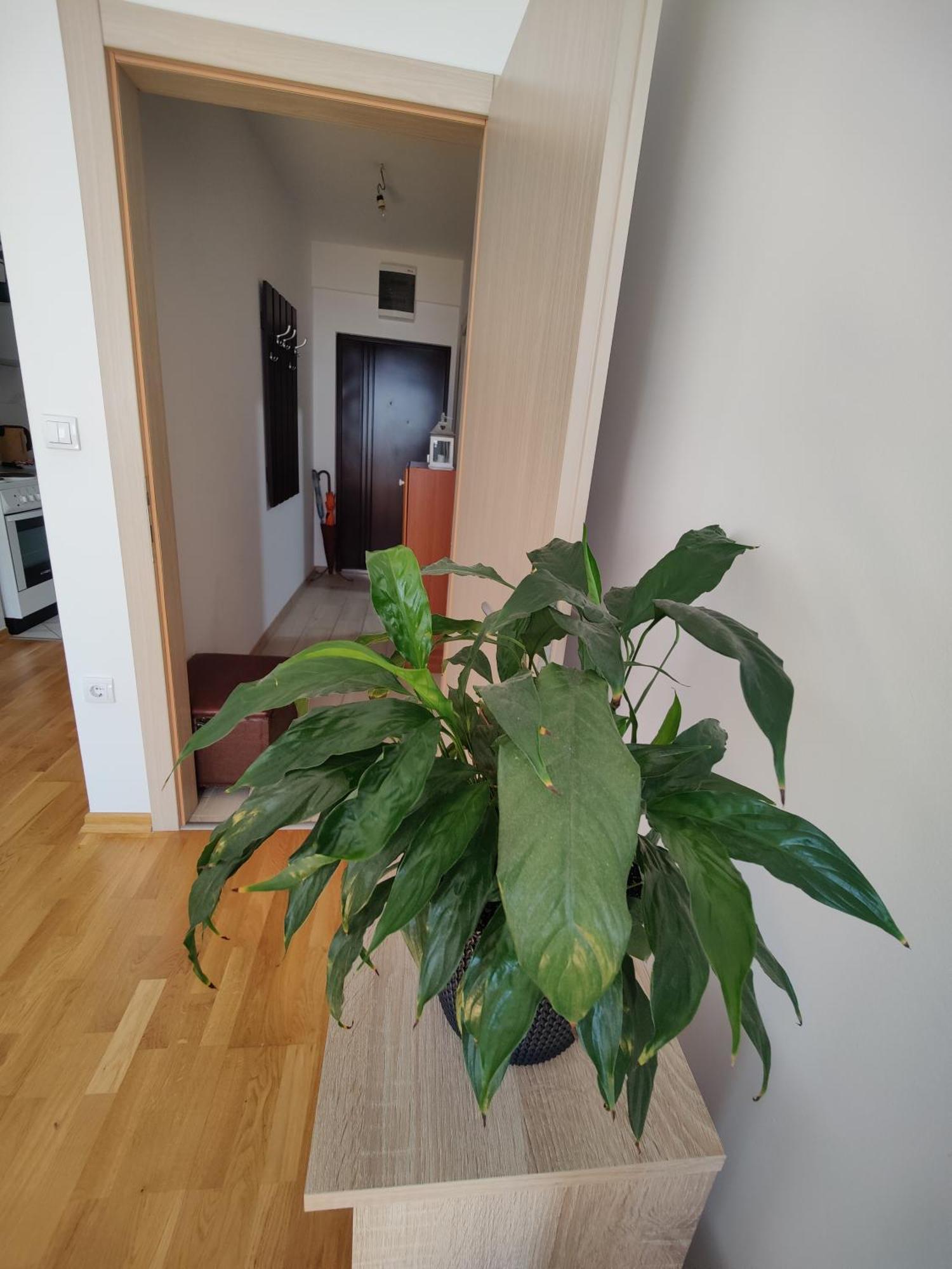 Apartman Aleksic Ni Esterno foto
