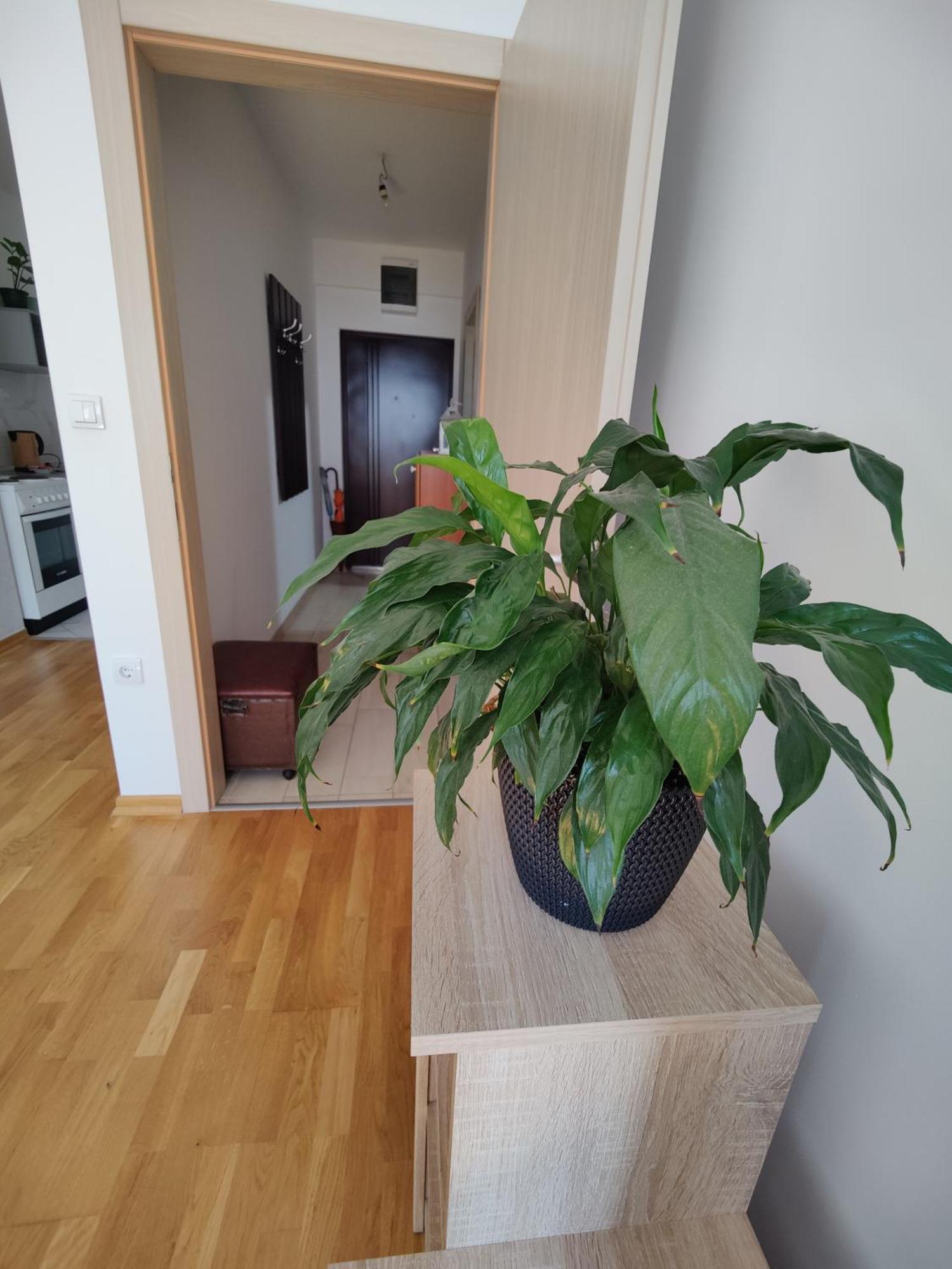 Apartman Aleksic Ni Esterno foto